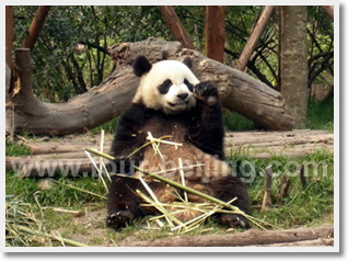 Beijing Xian Chengdu Lhasa Shanghai 14 Day Tour